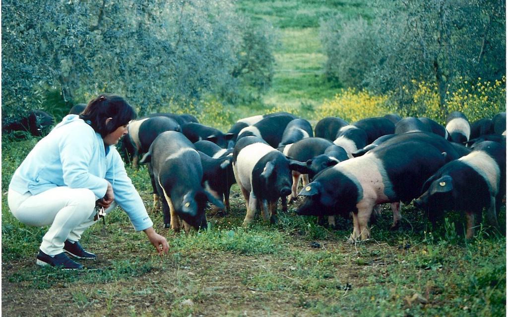 Agriturismo Scorgiano Bagian luar foto